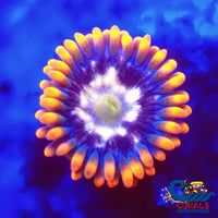 Psycho Splash Zoa (2-3 Polyps) Zoa