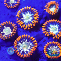 Psycho Splash Zoa (2-3 Polyps) Zoa