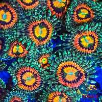 Rainbow Incinerator Zoa (2-3 Polyps) Zoa