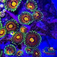 Rainbow Incinerator Zoa (2-3 Polyps) Zoa