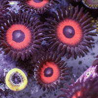 Red Hornet Zoa (10-15 Polyps colony) - Corals Anonymous