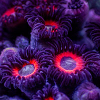 Red Hornet Zoa (10-15 Polyps colony) - Corals Anonymous