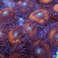 Seven Starlight Zoa (8-12 Polyps) - Corals Anonymous
