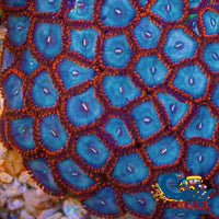 Spider-Man Zoa 10-15 Polyps Colony Zoa