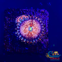 White Zombie Zoa (2-3 Polyps) Zoa