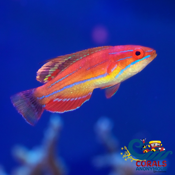 Eight Line Fin Wrasse Flasher
