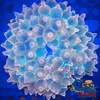 Ca Ephemeral Star Of Indonesia Anemone Bubble tip anemone