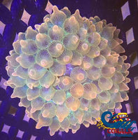 Ca Ephemeral Star Of Indonesia Anemone Bubble tip anemone