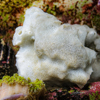 Gray Tubular Sponge (1" Frag)
