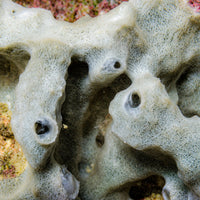 Gray Tubular Sponge (1" Frag)