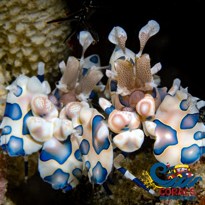 Harlequin Shrimp Corals Anonymous 1291