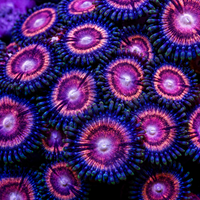 Hawt Pink Zoa (10-15 Polyps colony)