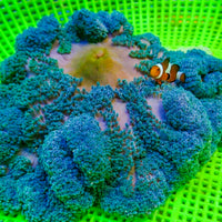 Blue Gigantea Carpet Anemone - Corals Anonymous