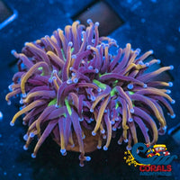NY Knicks Indo Gold Torch - Corals Anonymous