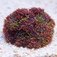 Ultra Rainbow HellFire Anemone (Rare) - Corals Anonymous