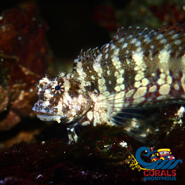 Lawnmower Algae Blenny (Salarius Fasciatus)(T2) Fish