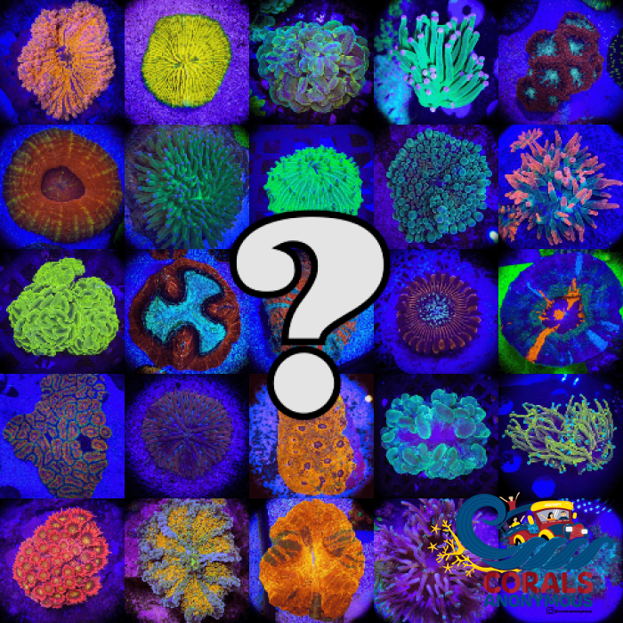 🔱 Mystery Coral Fire Box 🔱 Corals Anonymous