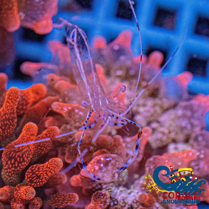 Pedersons Cleaner Shrimp Corals Anonymous 0651