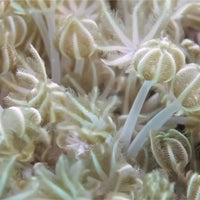 CA Silver Pulsing Xenia