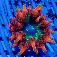 CA Inferno Infinity Ultra Rainbow Bubble Tip Anemone