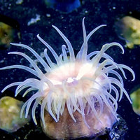 Peach Christmas Anemone (1.5-2.5")