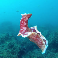 Spanish Dancer Nudibranch