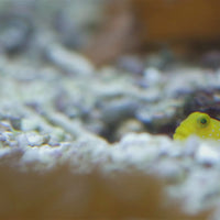 Yellow Watchman Prawn Goby