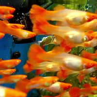 Saltwater Orange Koi Guppy