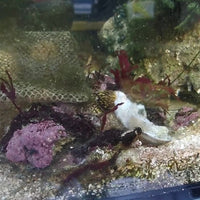 Snowflake Moray Eel (10-12”)