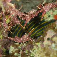 Candy Cane Shrimp