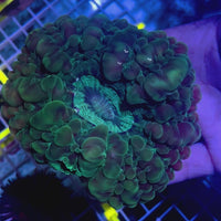 Green Cynarina (2.5-4”)