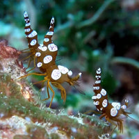 Sexy Shrimp