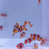 Ocellaris Clownfish