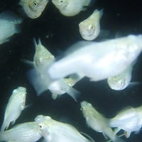 Saltwater Silver Balloon Belly Molly (Great Algae Eaters)