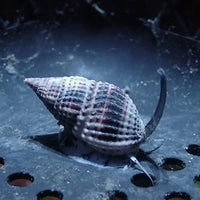 Marbled Black Nassarius Snail (pack of 5)
