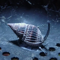 Marbled Black Nassarius Snail (pack of 5)