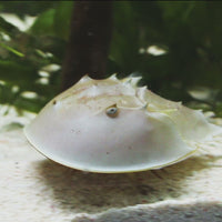 Horseshoe Crab