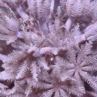 ECC Pulsing Xenia