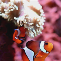 Jumbo Size Ocellaris Clownfish (1.5-2.5")