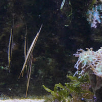 Vertical Shrimp Fish