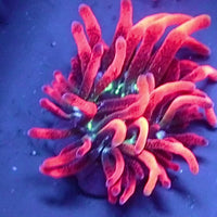 Black Widow Anemone (1-2")