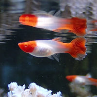 Saltwater Orange Koi Guppy
