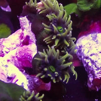 Rare Aussie Black Forest Sun Coral Colony (5-10 Polyps)