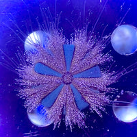 Blue Tuxedo Globe Gazer Urchin