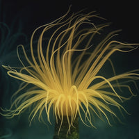 Ultra Orange Tube Anemone