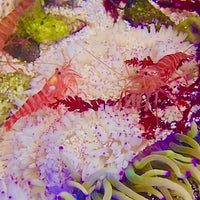 Red Striped Cleaner Shrimp