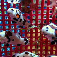 Super Storm Clownfish (Aquacultured)