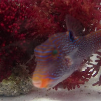 Blue Spotted Sharpnose Pufferfish (3-4")
