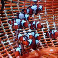 Bullet Hole Snowflake Clownfish (Aquacultured)