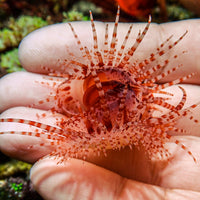 Fragile File Clam